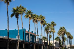 Palm trees in downtown Chandler, AZ.